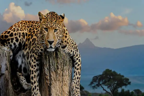 Africa